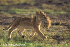 lionceau / lion cub