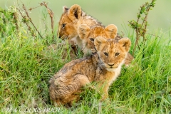 lionceau / lion cub