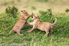 lionceau / lion cub