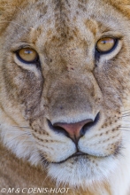 lionne / lioness