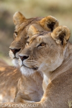 lionne / lioness