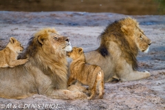 lion