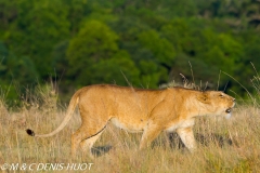 lionne / lioness