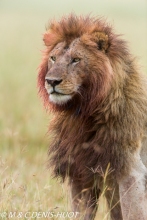 lion mâle / male lion