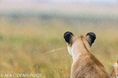 lionne / lioness