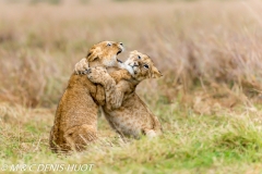 lionceau / lion cub