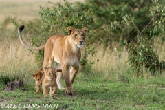 lionne et lionceaux / lioness and cubs