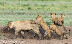 lionne et lionceaux / lioness and cubs