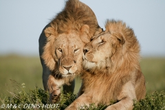 lion mâle / male lion