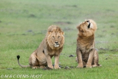 lion mâle / male lion