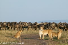 lionne et lionceaux / lioness and cubs