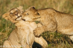 Lionceaux / lion cubs