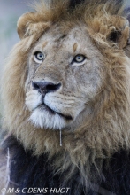 lion mâle / male lion