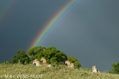 lionne / lioness