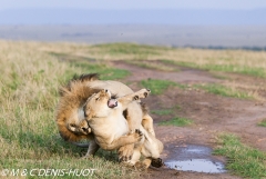 lion