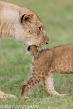 lionceau / lion cub