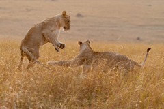 lionne / lioness