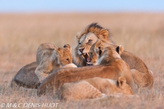 lion