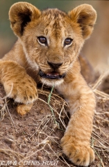 lionceau / lion cub