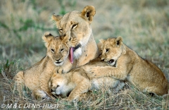 lionne et lionceaux / lioness and cubs