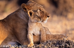 lionne et lionceaux / lioness and cubs