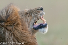 lion mâle / male lion