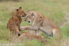 lionne et lionceaux / lioness and cubs