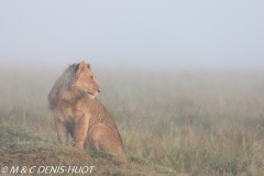 lion mâle / male lion