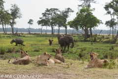 lion et éléphant / lion and elephant