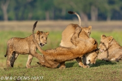 Lionceau / lion cub