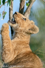 lionceau / lion cub