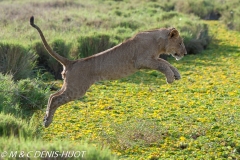 lion mâle / male lion