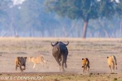 lion et buffle / lion and buffalo