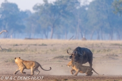 lion et buffle / lion and buffalo