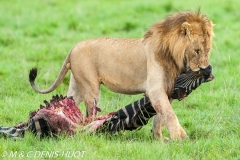 lion mâle / male lion