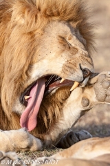 lion mâle / male lion