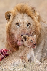 lion mâle et lionceau / male lion and cub