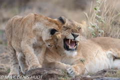 lionne et lionceaux / lioness and cubs