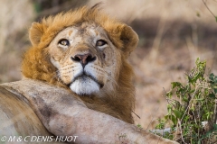 lion mâle / male lion