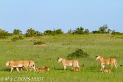 lionne et lionceaux / lioness and cubs