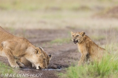 lionne et lionceaux / lioness and cubs