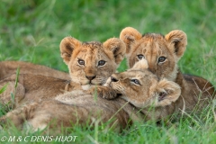 lionceau / lion cub