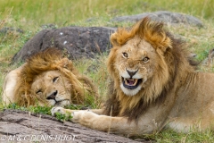 lion mâle / male lion