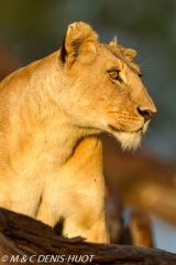 lionne / lioness