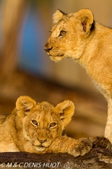 lionceau / lion cub