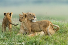 lionne et lionceaux / lioness and cubs