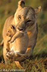 lionne et lionceaux / lioness and cubs