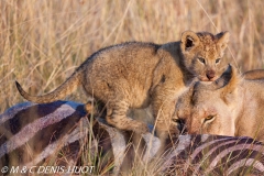 lionceau / lion cub