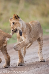 Lionceau / lion cub