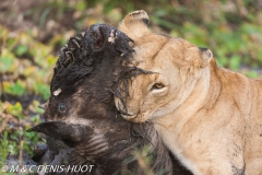 lionne en chasse / lioness hunting